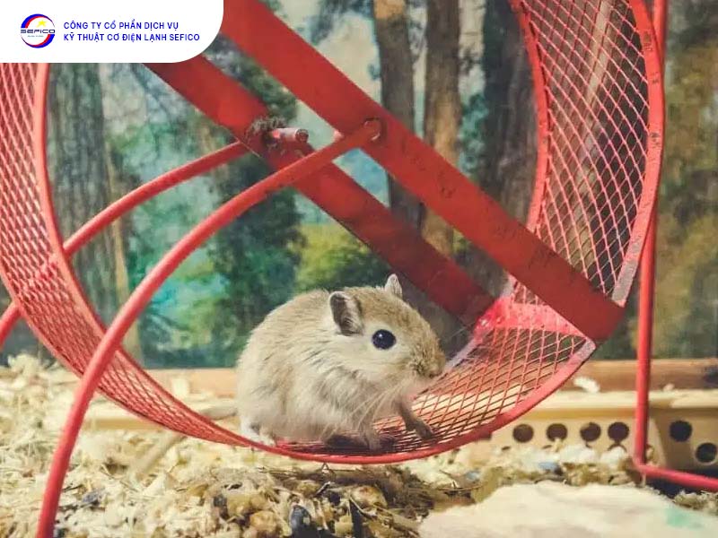 Một số nguy cơ khi để chuột hamster trong phòng máy lạnh